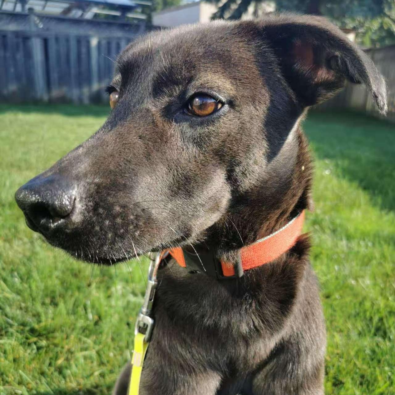 Ansley, a Adoptable Mountain Dog in Toronto, ON image 1/5