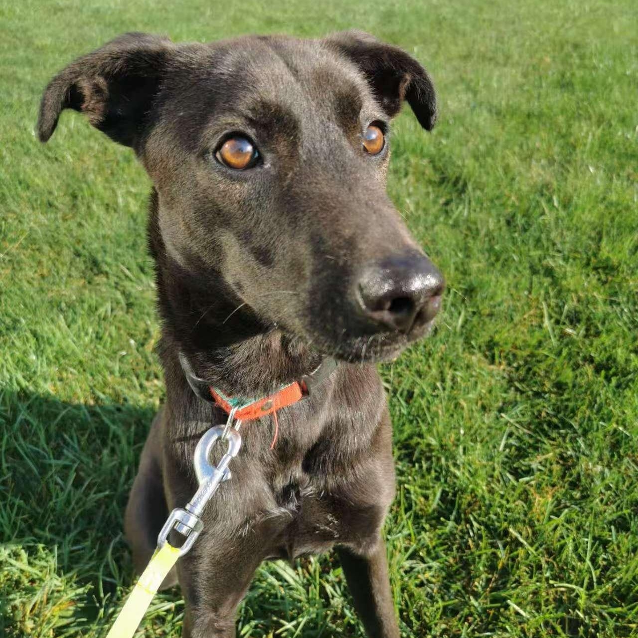 Ansley, a Adoptable Mountain Dog in Toronto, ON image 3/5
