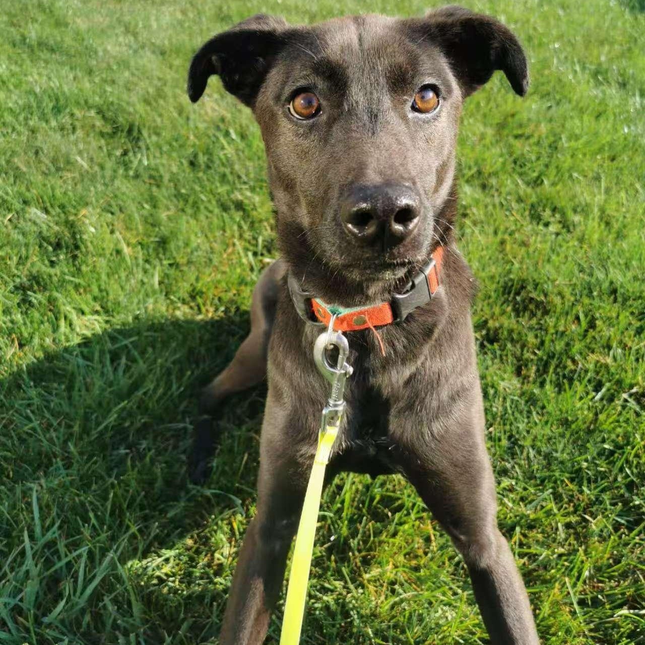 Ansley, a Adoptable Mountain Dog in Toronto, ON image 2/5