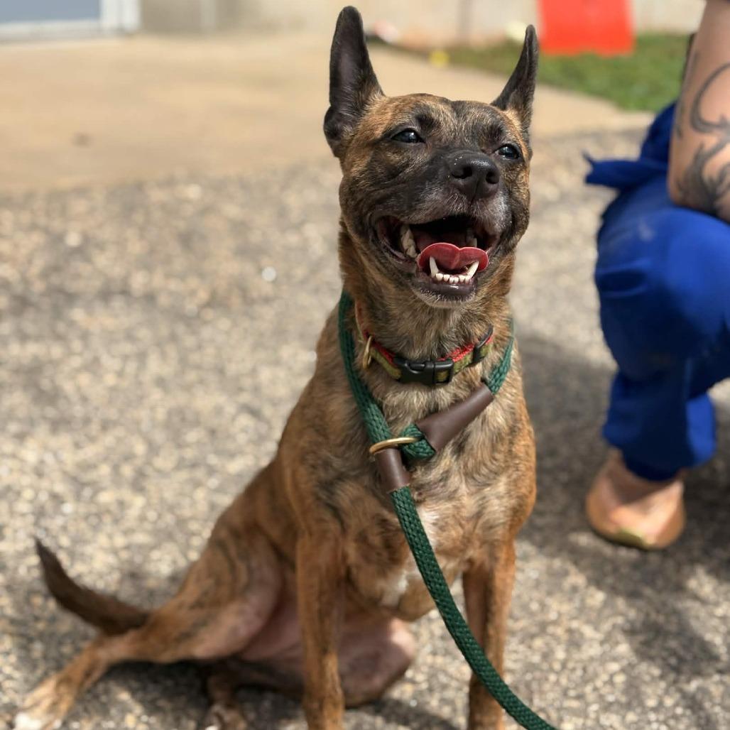 Bubbles, Adoptable, Adult Female Terrier.