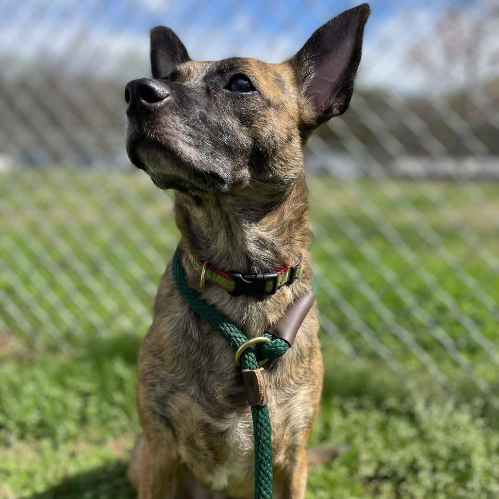 Enlarge Bubbles, a Adoptable Terrier in Greenville, SC image 2/6
