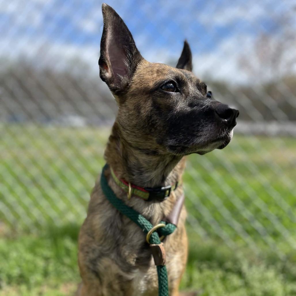 Enlarge Bubbles, a Adoptable Terrier in Greenville, SC image 3/6
