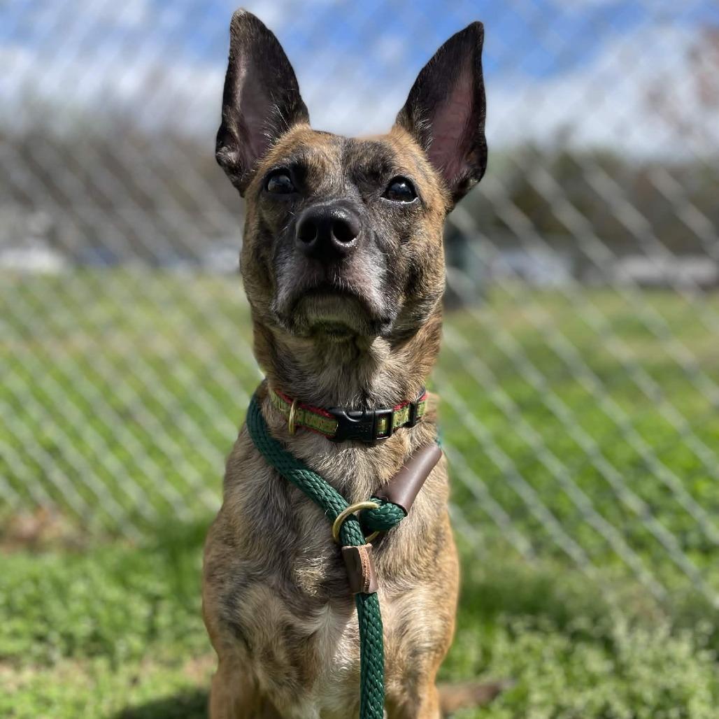 Enlarge Bubbles, a Adoptable Terrier in Greenville, SC image 4/6