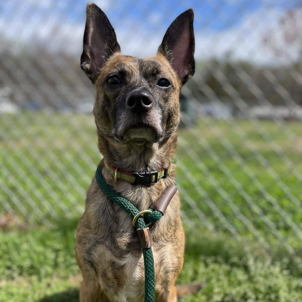 Enlarge Bubbles, a Adoptable Terrier in Greenville, SC image 5/6