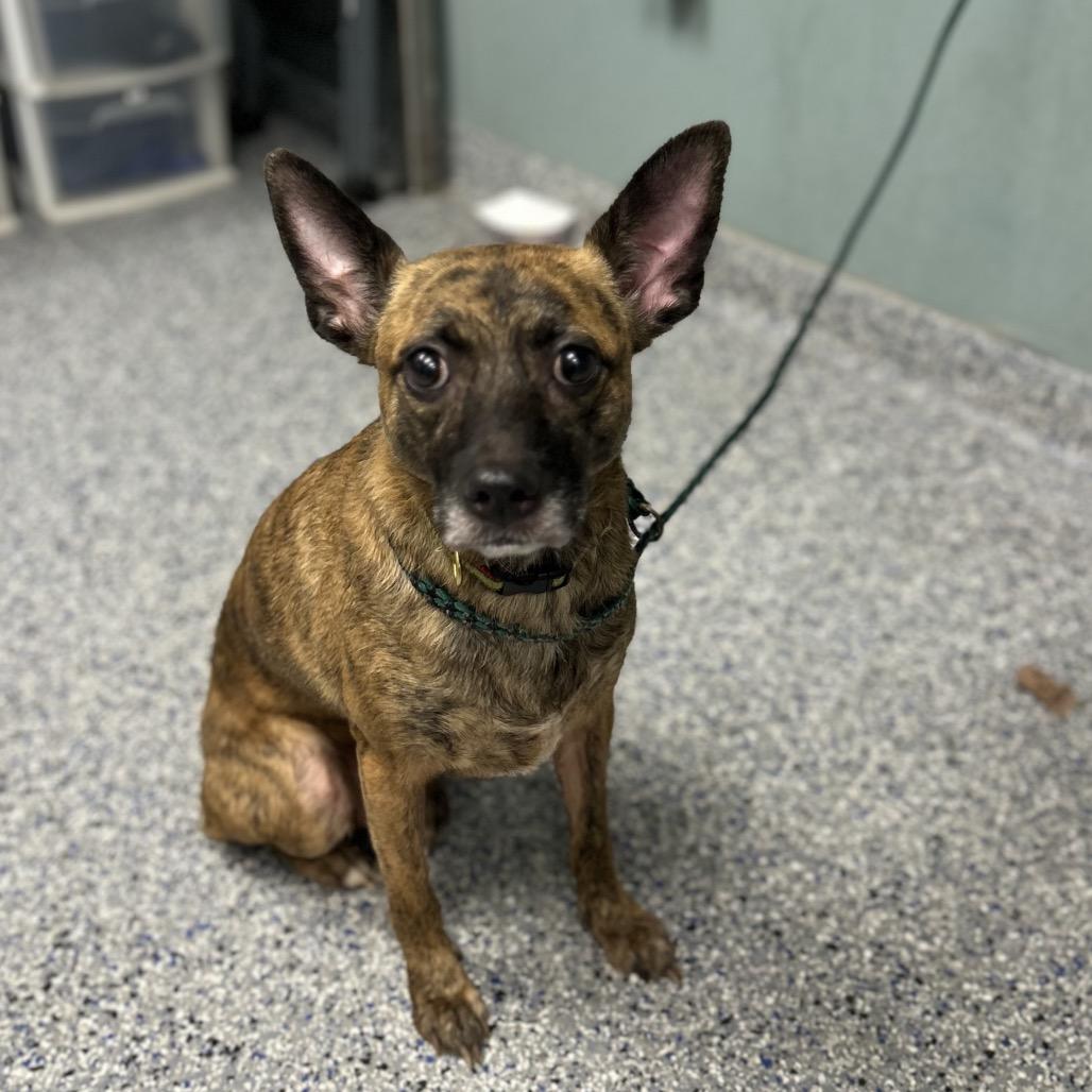 Enlarge Bubbles, a Adoptable Terrier in Greenville, SC image 6/6