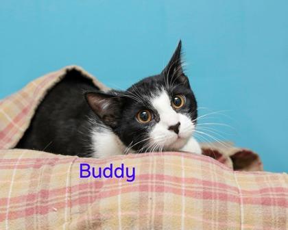 Buddy, Adoptable, Adult Male Domestic Short Hair & Domestic Short Hair.