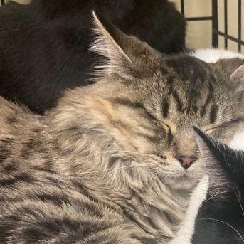 Enlarge Tin , a Adoptable Domestic Short Hair in Lake Orion, MI image 4/5