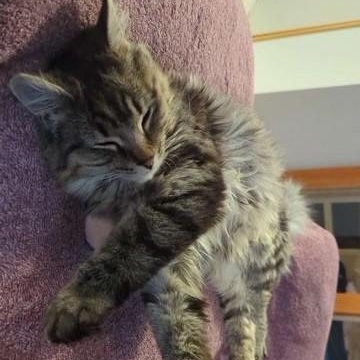 Enlarge Tin , a Adoptable Domestic Short Hair in Lake Orion, MI image 3/5