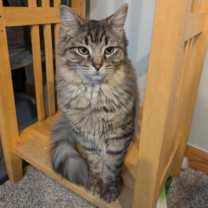 Tin , Adoptable, Young Female Domestic Short Hair.