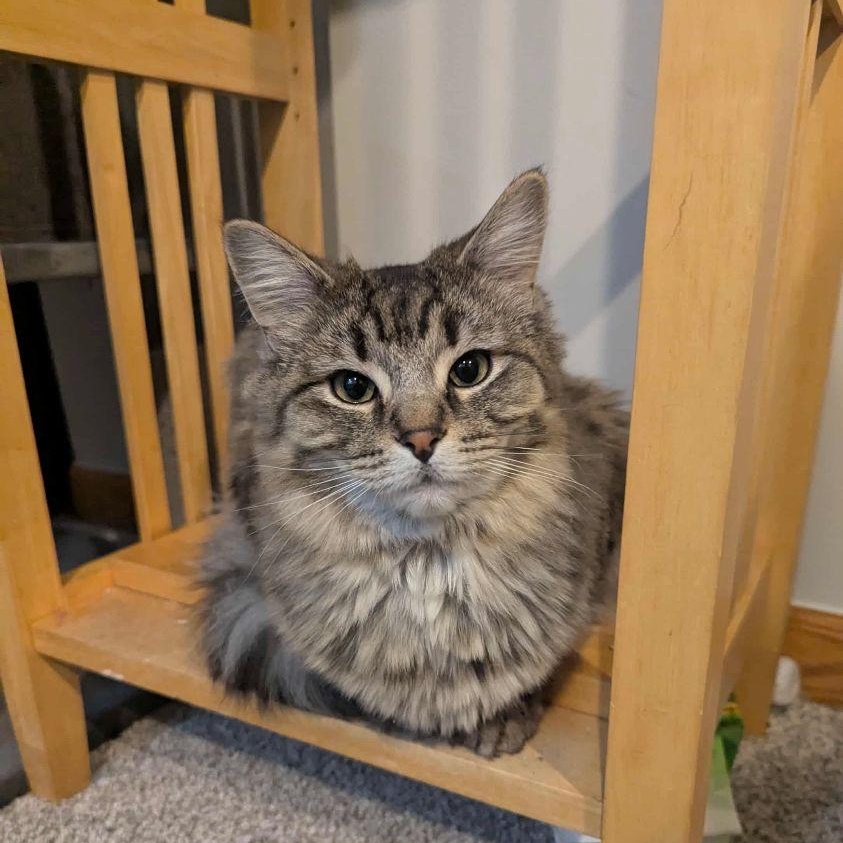 Enlarge Tin , a Adoptable Domestic Short Hair in Lake Orion, MI image 2/5