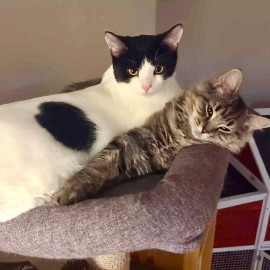 Platinum & Tin (Bonded Pair), a Adoptable Domestic Short Hair in Lake Orion, MI image 3/5