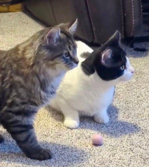 Platinum & Tin (Bonded Pair), a Adoptable Domestic Short Hair in Lake Orion, MI image 4/5