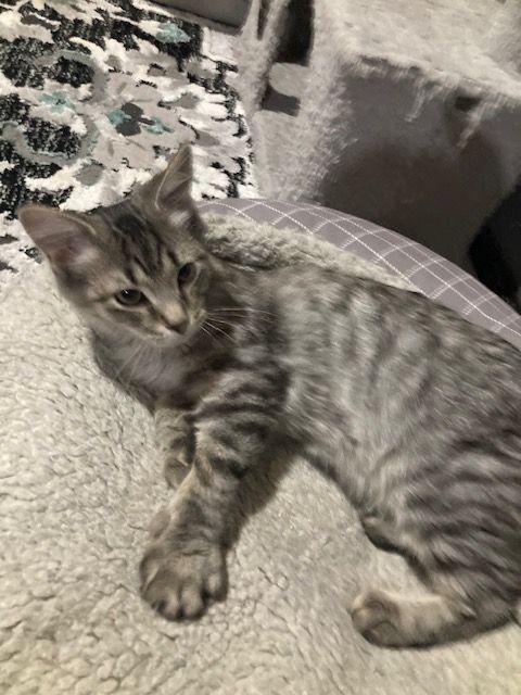 Platinum & Tin (Bonded Pair), a Adoptable Domestic Short Hair in Lake Orion, MI image 5/5