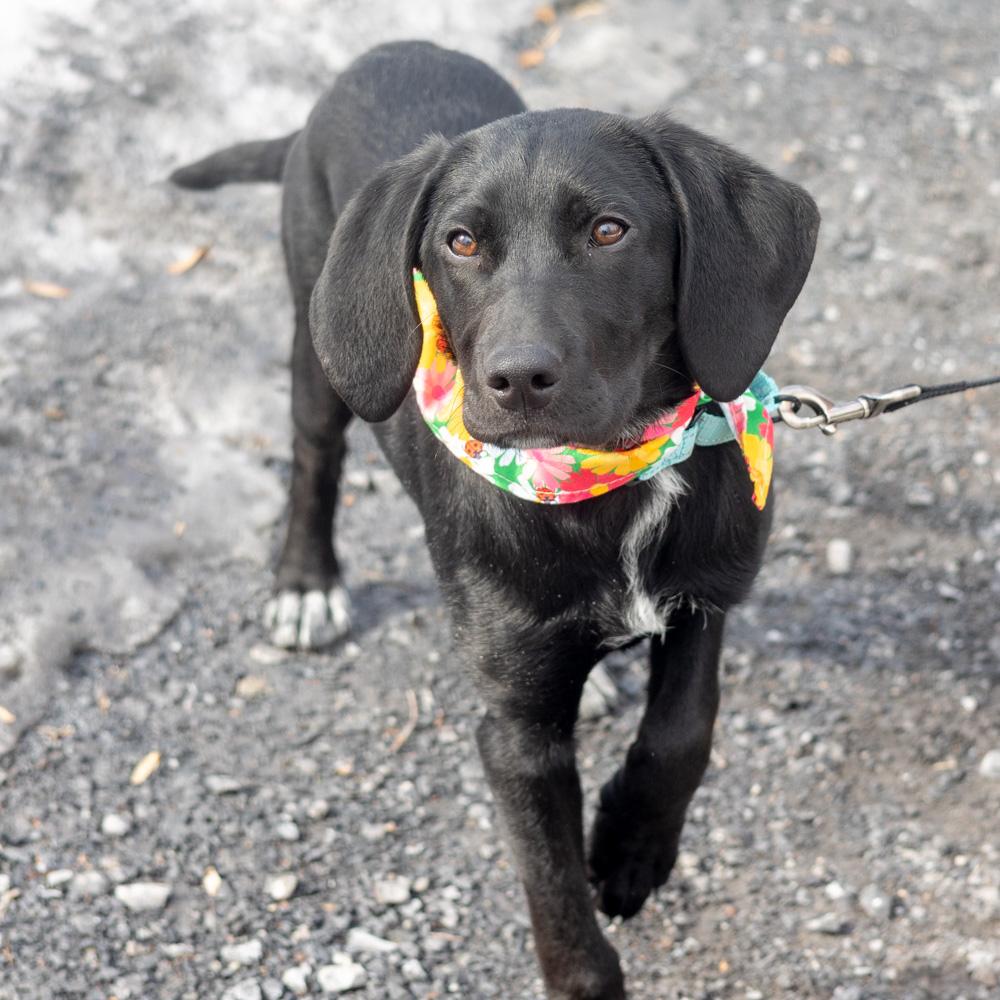 Enlarge Noel  (Female)  , an adoptable mixed breed in West Grove, PA image 4/6