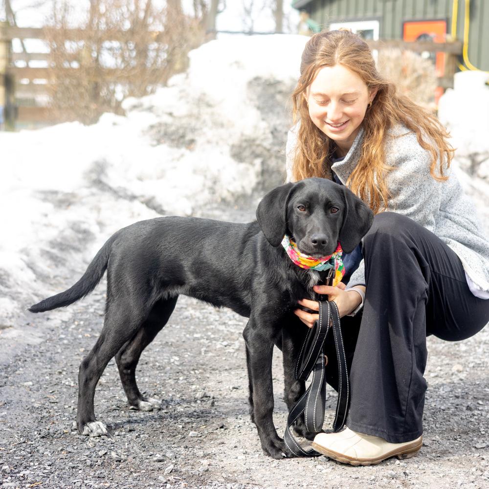 Enlarge Noel  (Female)  , an adoptable mixed breed in West Grove, PA image 5/6