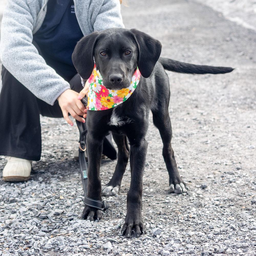 Enlarge Noel  (Female)  , an adoptable mixed breed in West Grove, PA image 1/6