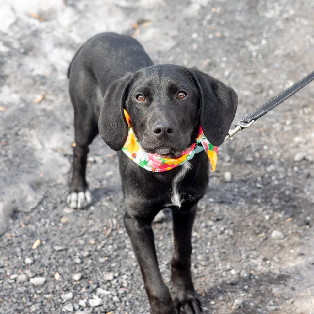 Enlarge Noel  (Female)  , an adoptable mixed breed in West Grove, PA image 6/6