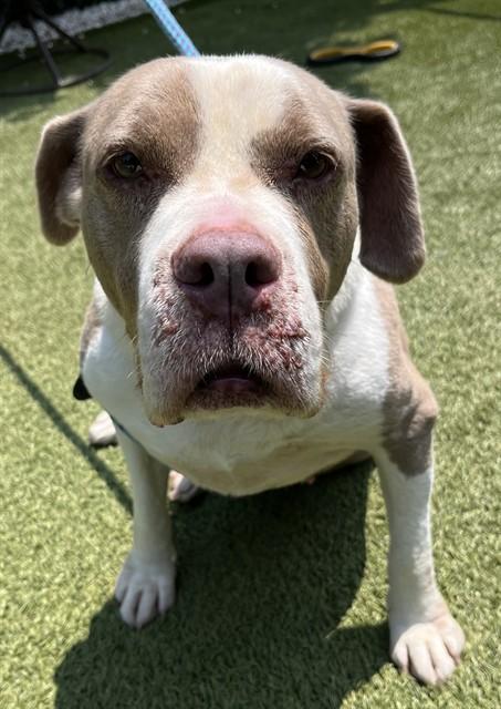 SCARLET, Adoptable, Senior Female Pit Bull Terrier & Mixed Breed.