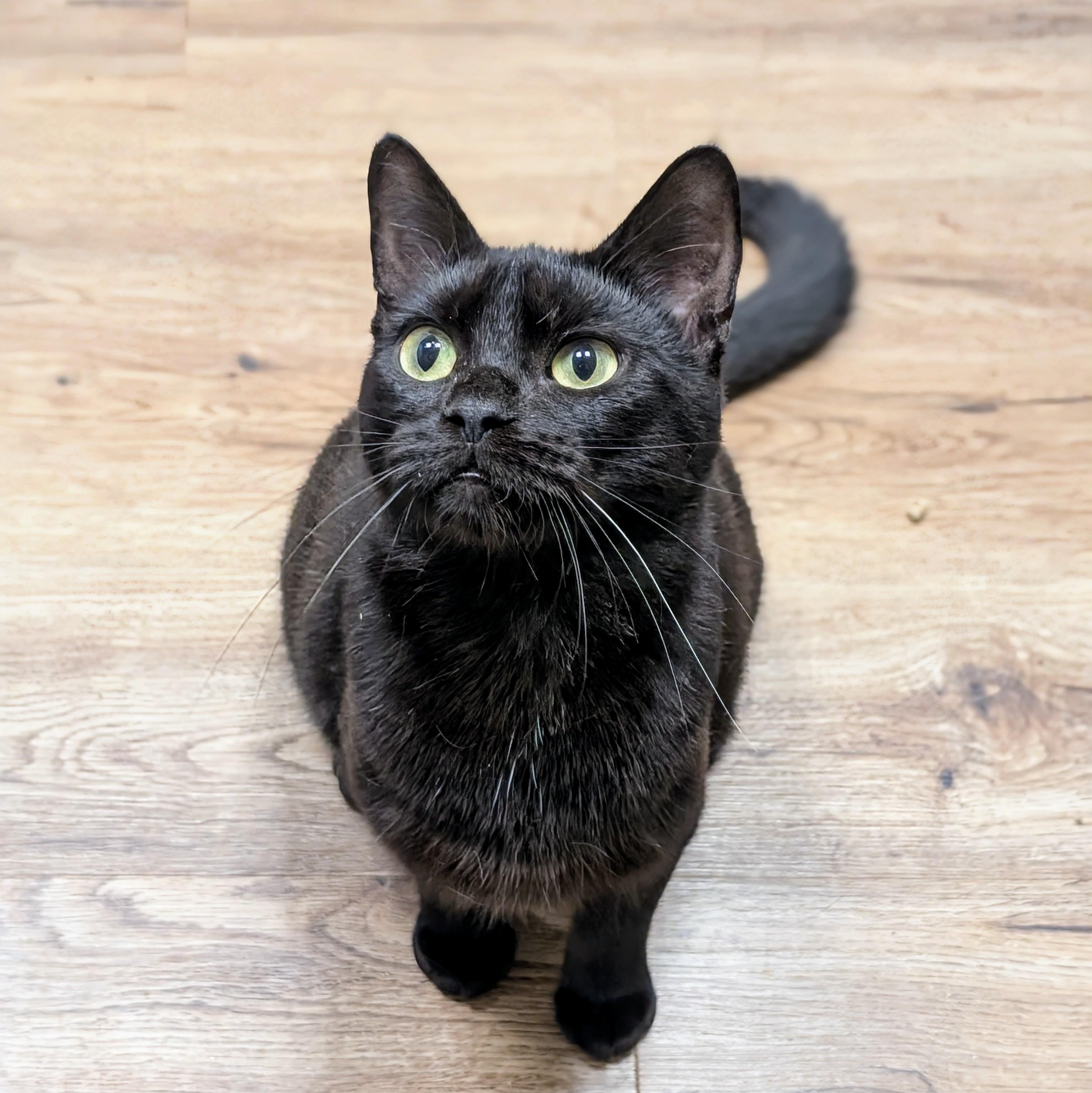 Adriana, a Adoptable Domestic Short Hair in Evanston, IL image 4/6