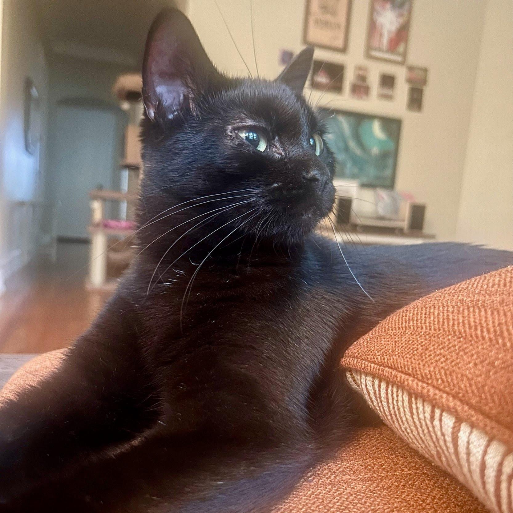 Adriana, a Adoptable Domestic Short Hair in Evanston, IL image 5/6