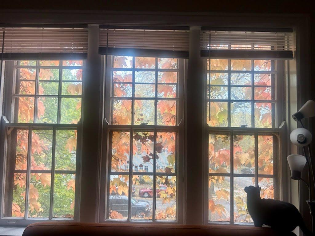 Adriana, a Adoptable Domestic Short Hair in Evanston, IL image 3/6