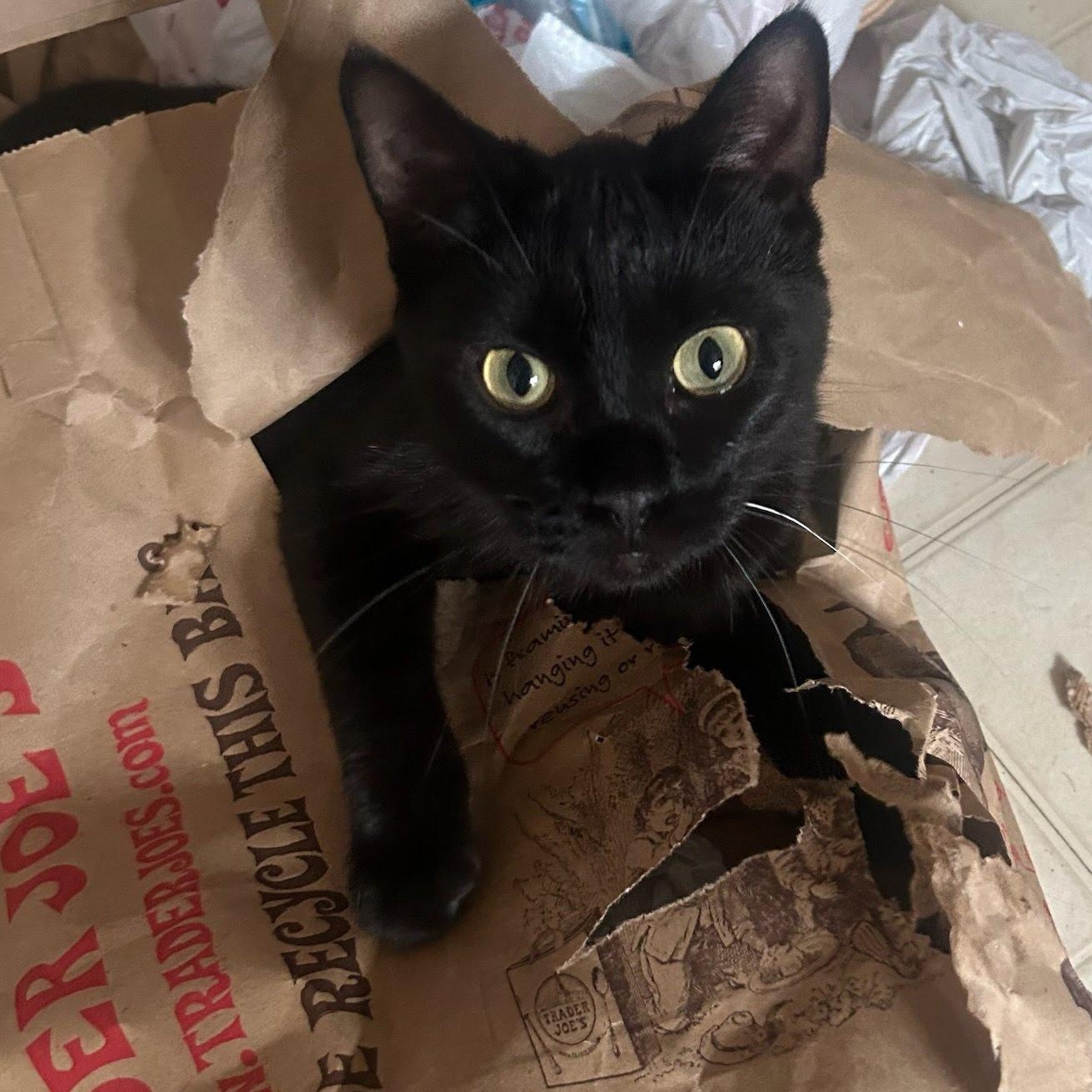 Adriana, a Adoptable Domestic Short Hair in Evanston, IL image 2/6