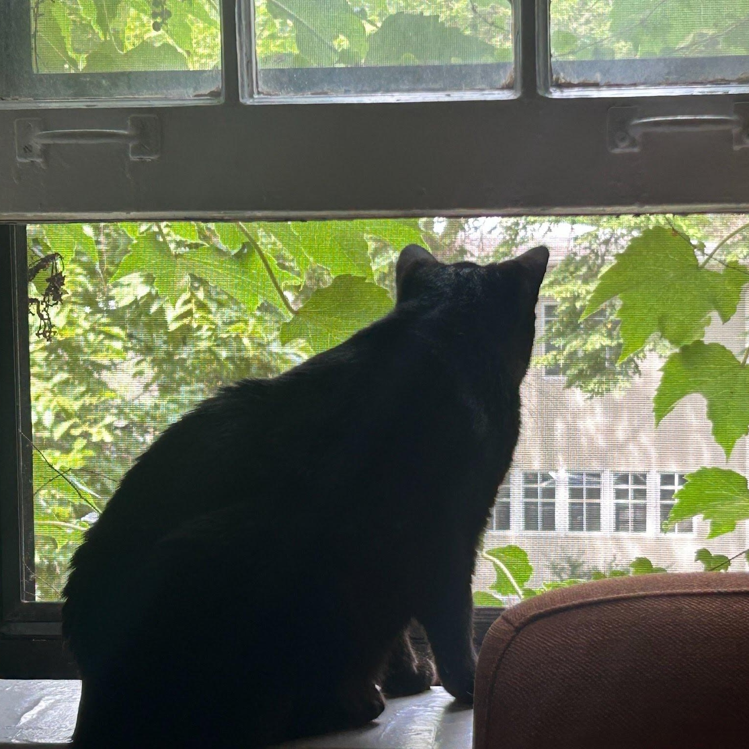 Adriana, a Adoptable Domestic Short Hair in Evanston, IL image 6/6