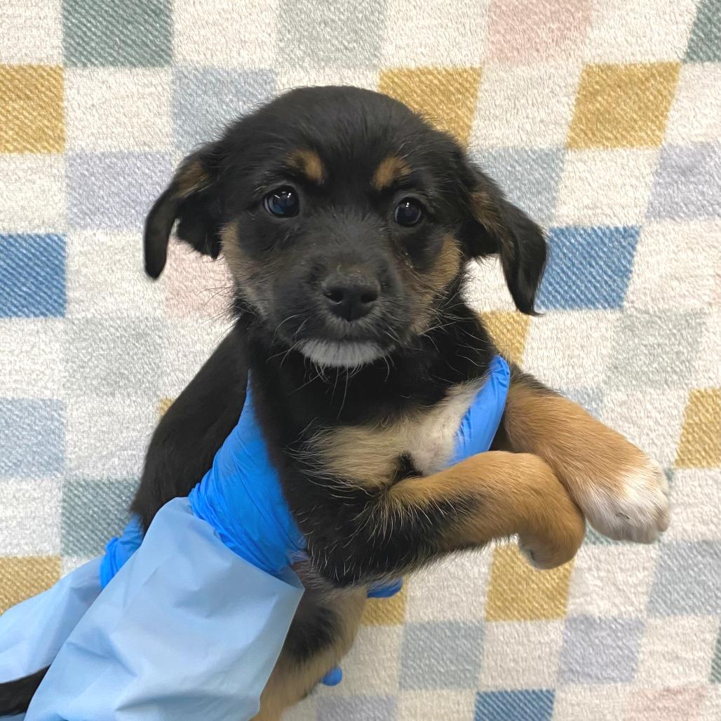 Boba, Adoptable, Puppy Female Mixed Breed.