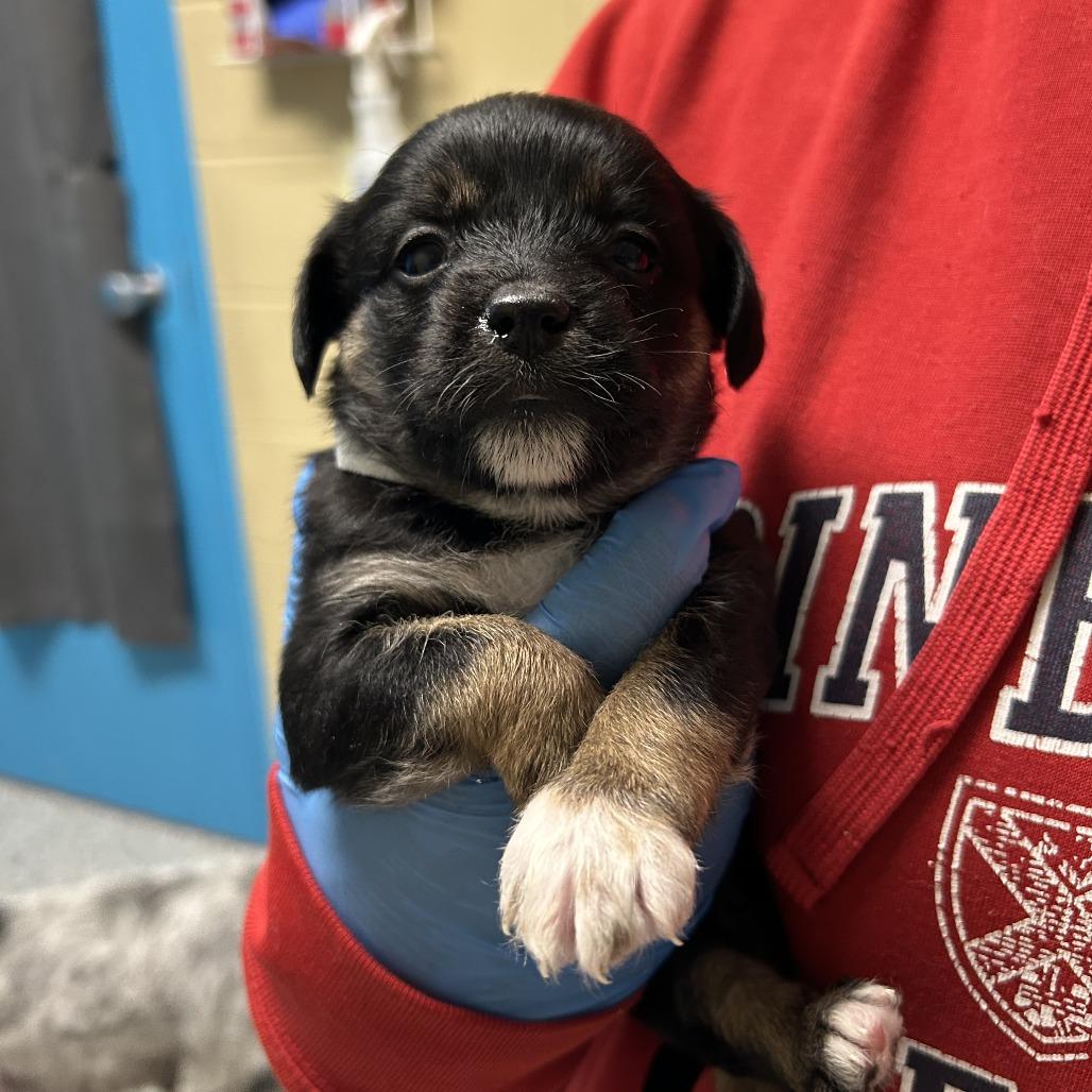 Boba, a Adoptable Mixed Breed in Cheyenne, WY image 2/2