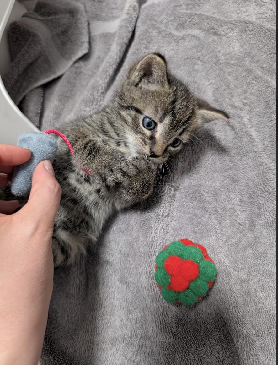 Rudy, an adopted Domestic Short Hair in Philadelphia, PA image 2/6