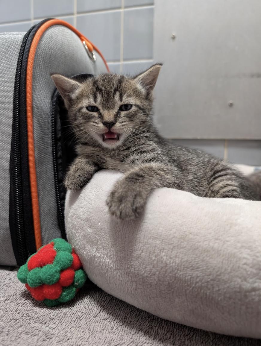 Rudy, an adopted Domestic Short Hair in Philadelphia, PA image 3/6