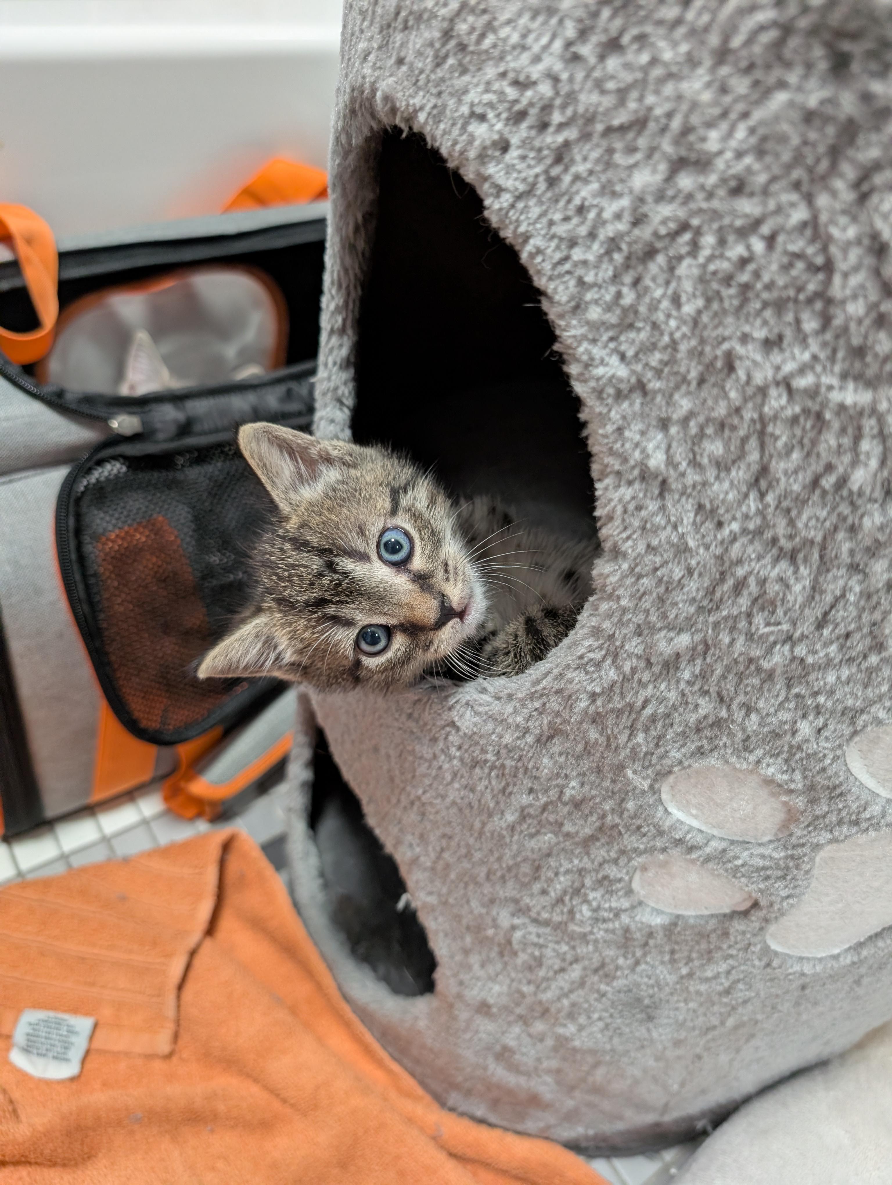 Rudy, ADOPTABLE, Kitten Male Domestic Short Hair.