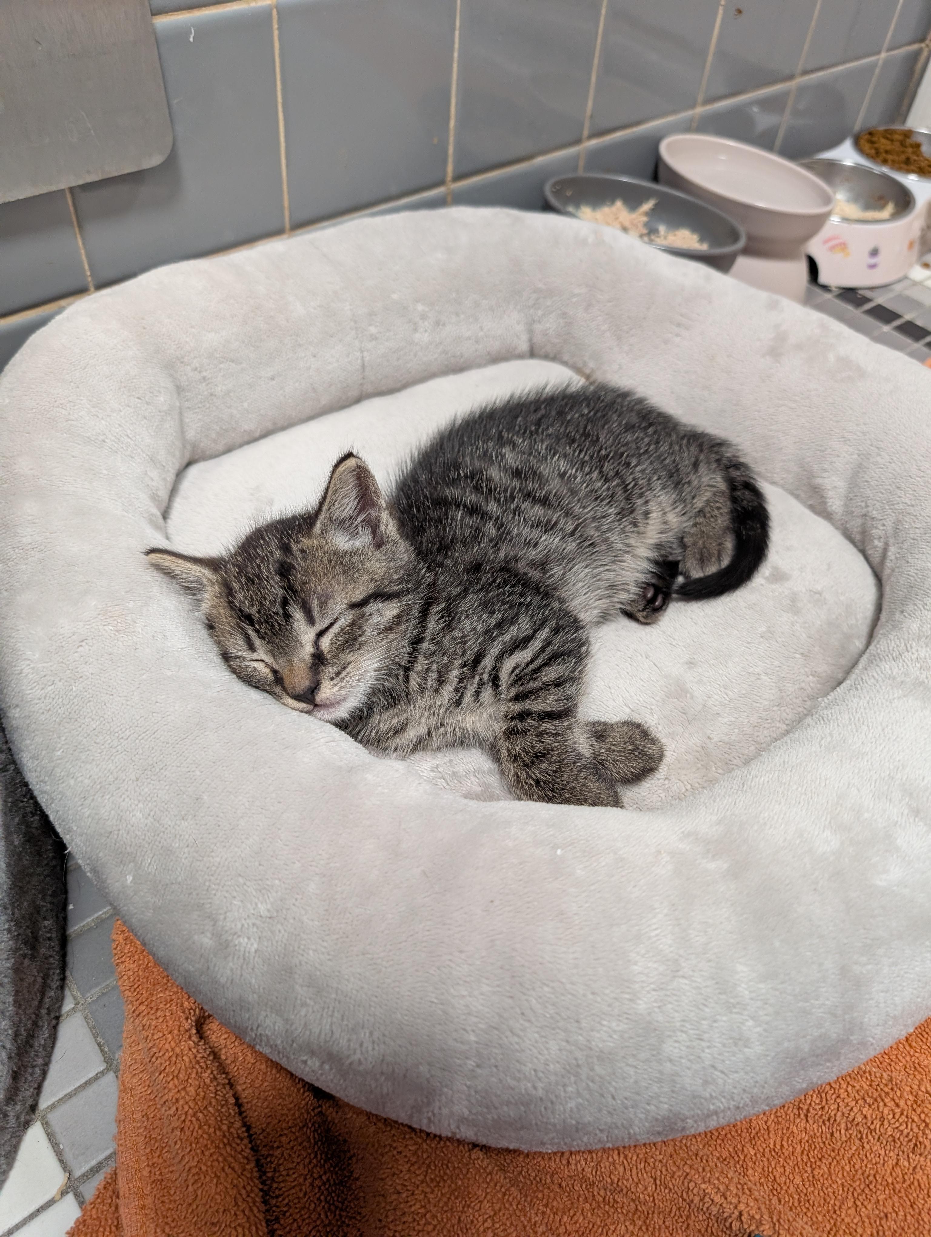 Rudy, an adopted Domestic Short Hair in Philadelphia, PA image 5/6