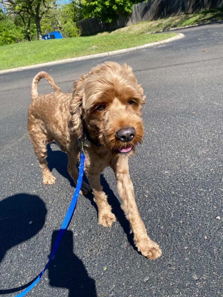 Bentley, Adoptable, Adult Male Cockapoo.