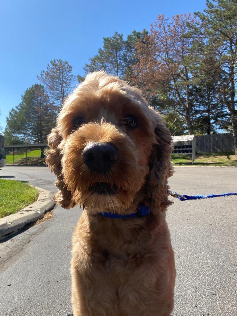 Enlarge Bentley, a Adoptable mixed breed in West Bloomfield, MI image 3/4