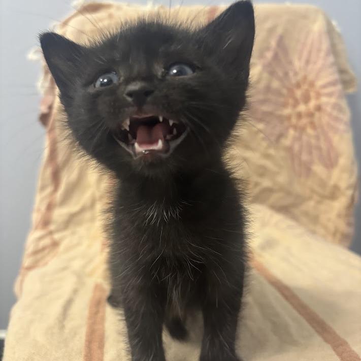 Enlarge Grim, a Adoptable Domestic Short Hair in North Charleston, SC image 2/2