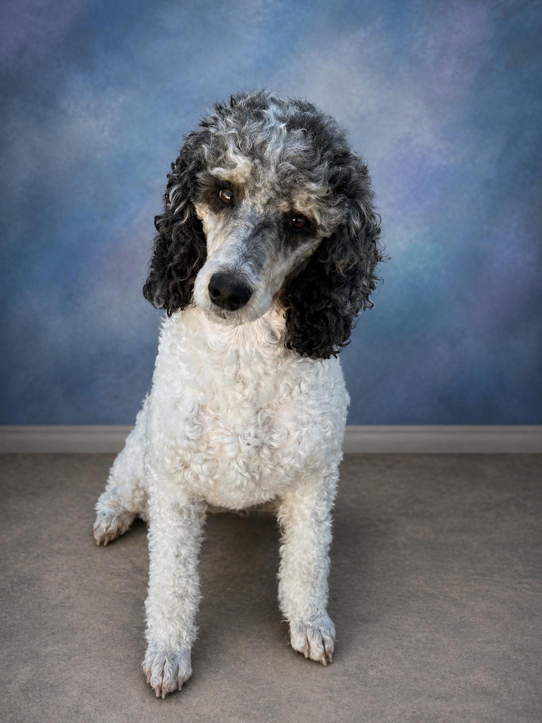 Enlarge Smoking hot! , a Adoptable Standard Poodle in Maumee , OH image 4/4
