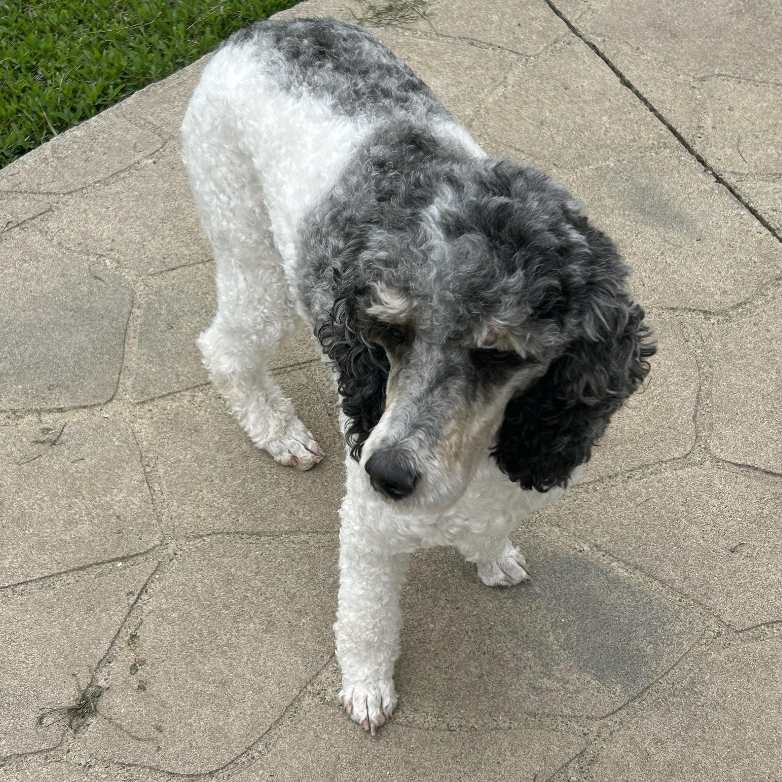 Enlarge Smoking hot! , a Adoptable Standard Poodle in Maumee , OH image 3/4