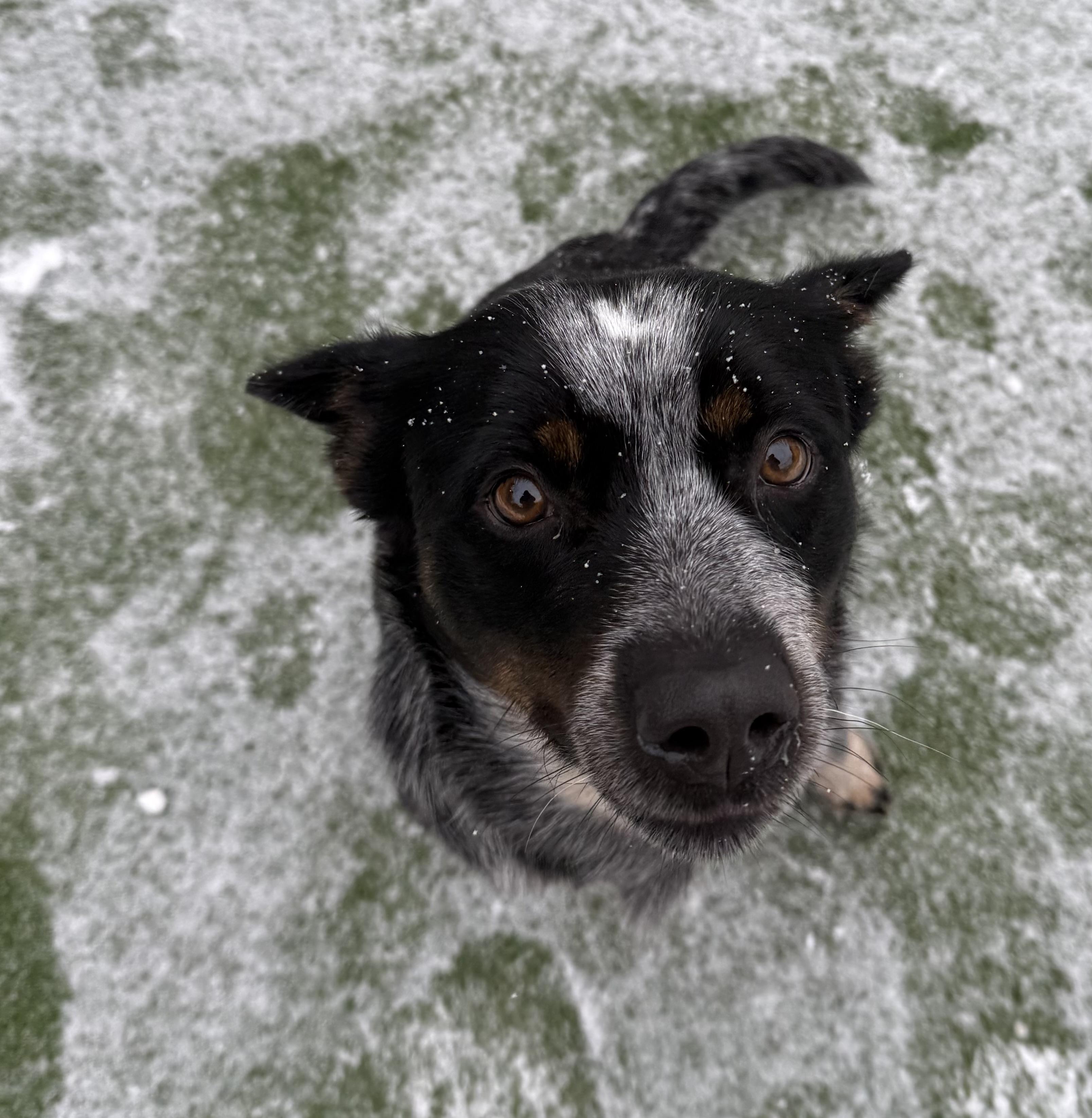 Enlarge Mae, a Adoptable Australian Cattle Dog / Blue Heeler in Groton, CT image 3/6