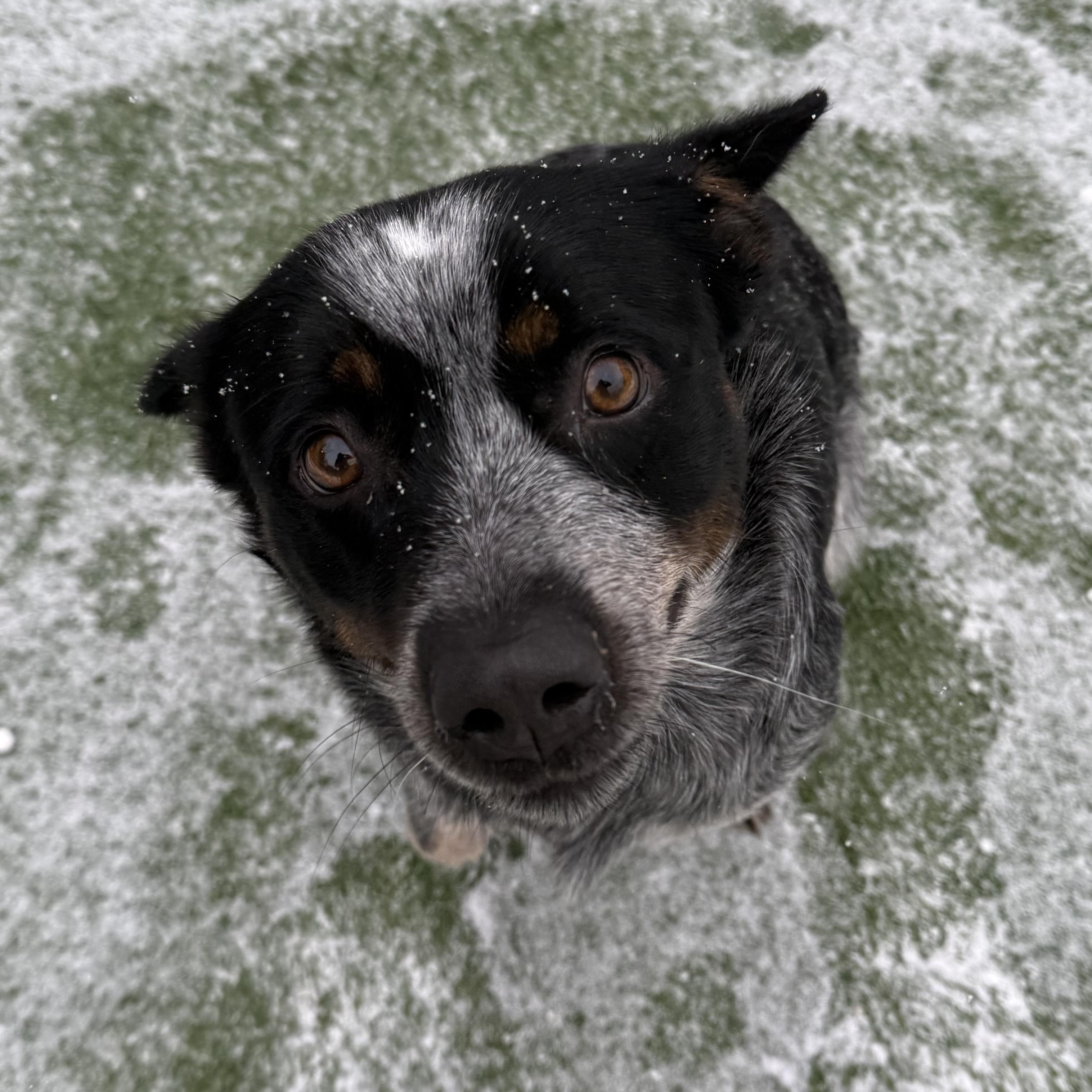 Enlarge Mae, a Adoptable Australian Cattle Dog / Blue Heeler in Groton, CT image 4/6