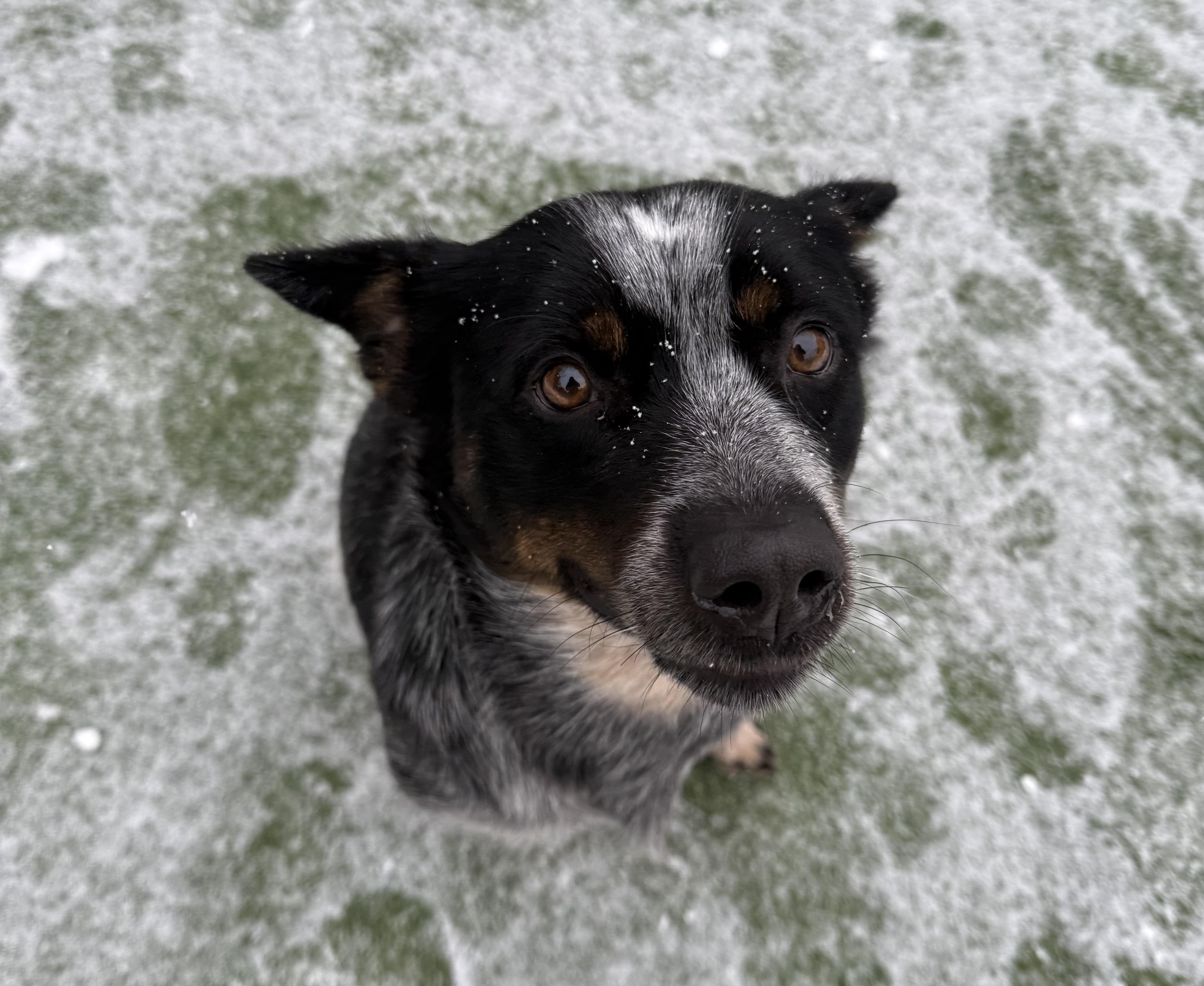 Enlarge Mae, a Adoptable Australian Cattle Dog / Blue Heeler in Groton, CT image 5/6