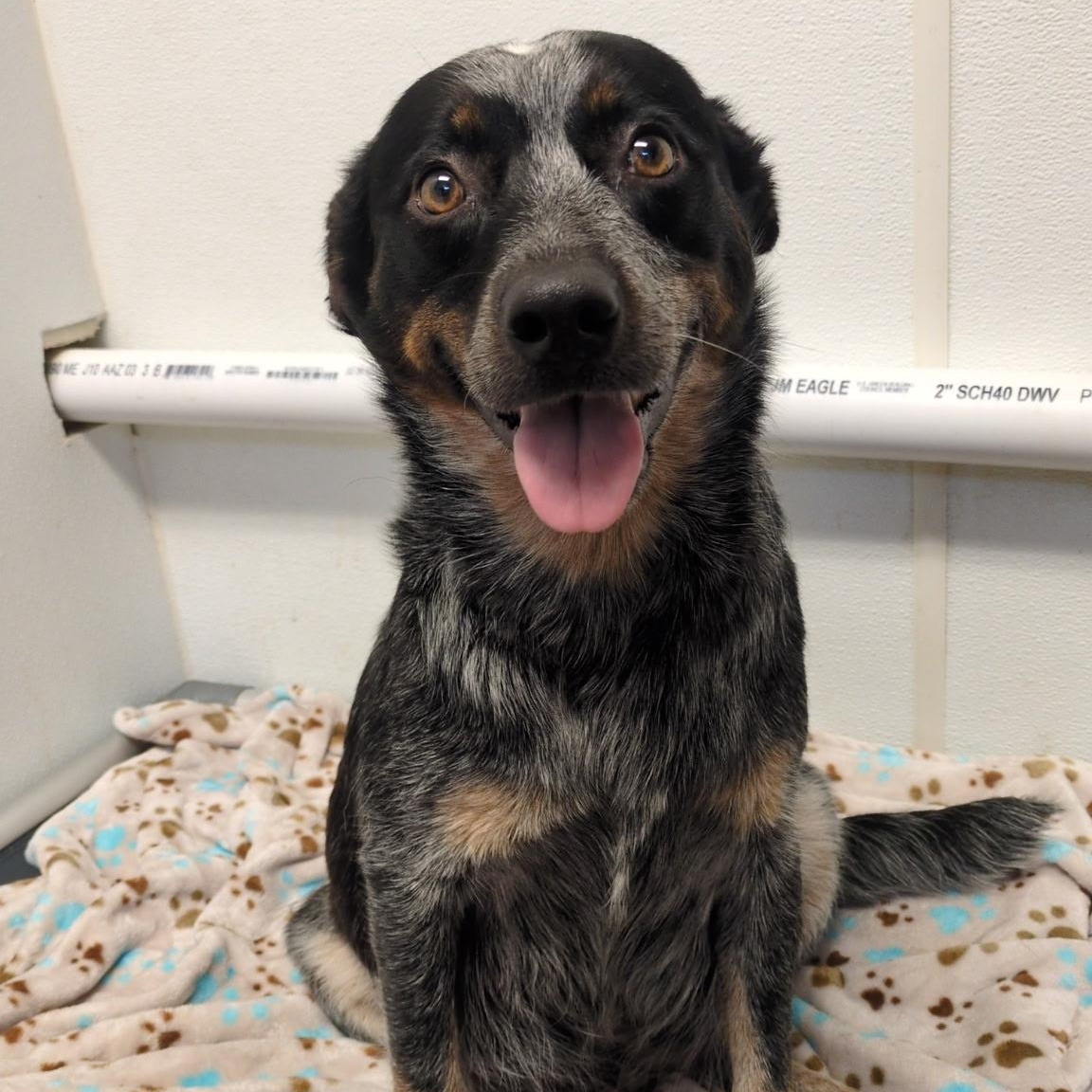 Mae, Adoptable, Adult Female Australian Cattle Dog / Blue Heeler.