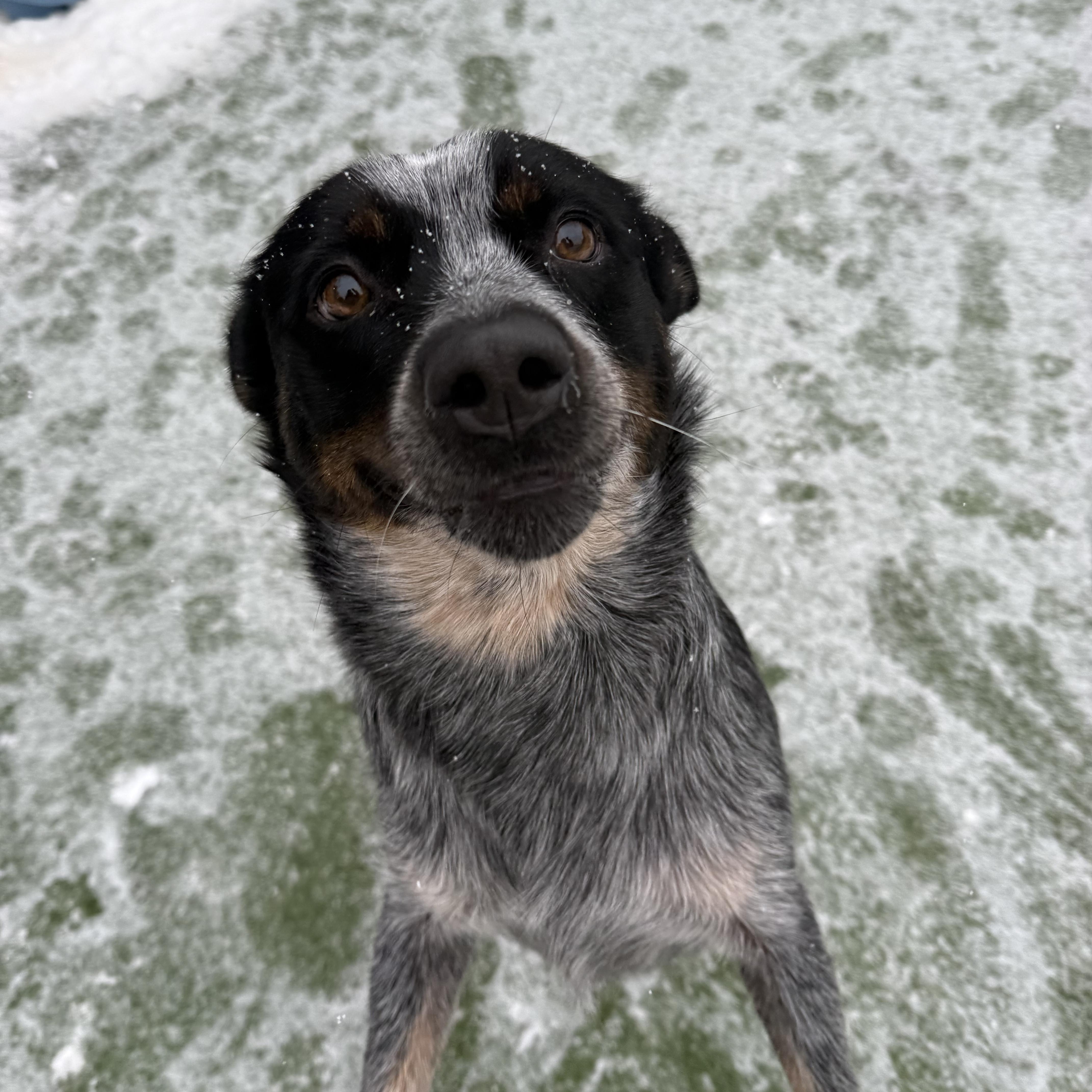 Enlarge Mae, a Adoptable Australian Cattle Dog / Blue Heeler in Groton, CT image 2/6
