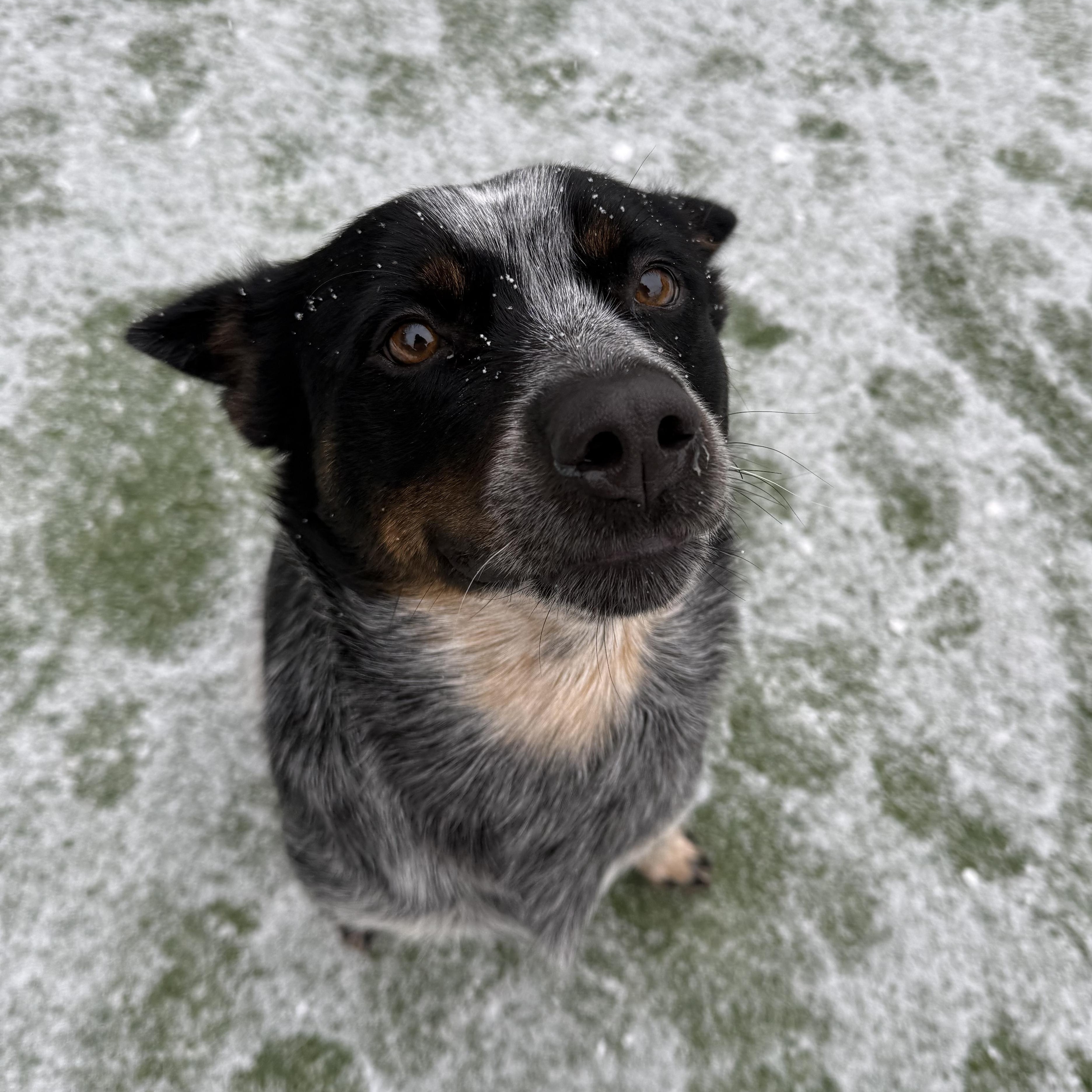 Enlarge Mae, a Adoptable Australian Cattle Dog / Blue Heeler in Groton, CT image 6/6