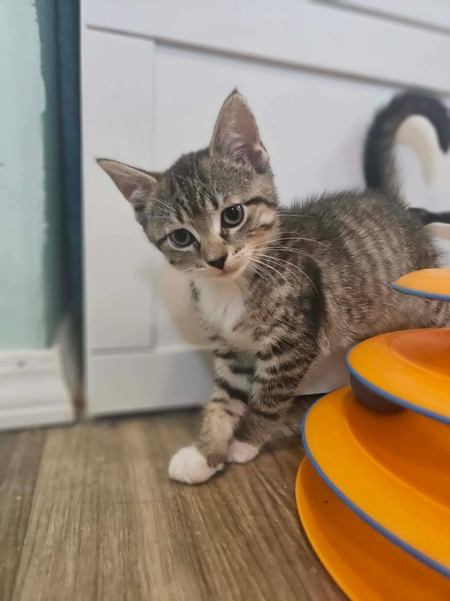Enlarge Pua, a ADOPTABLE Domestic Short Hair in Rochester , NY image 6/6