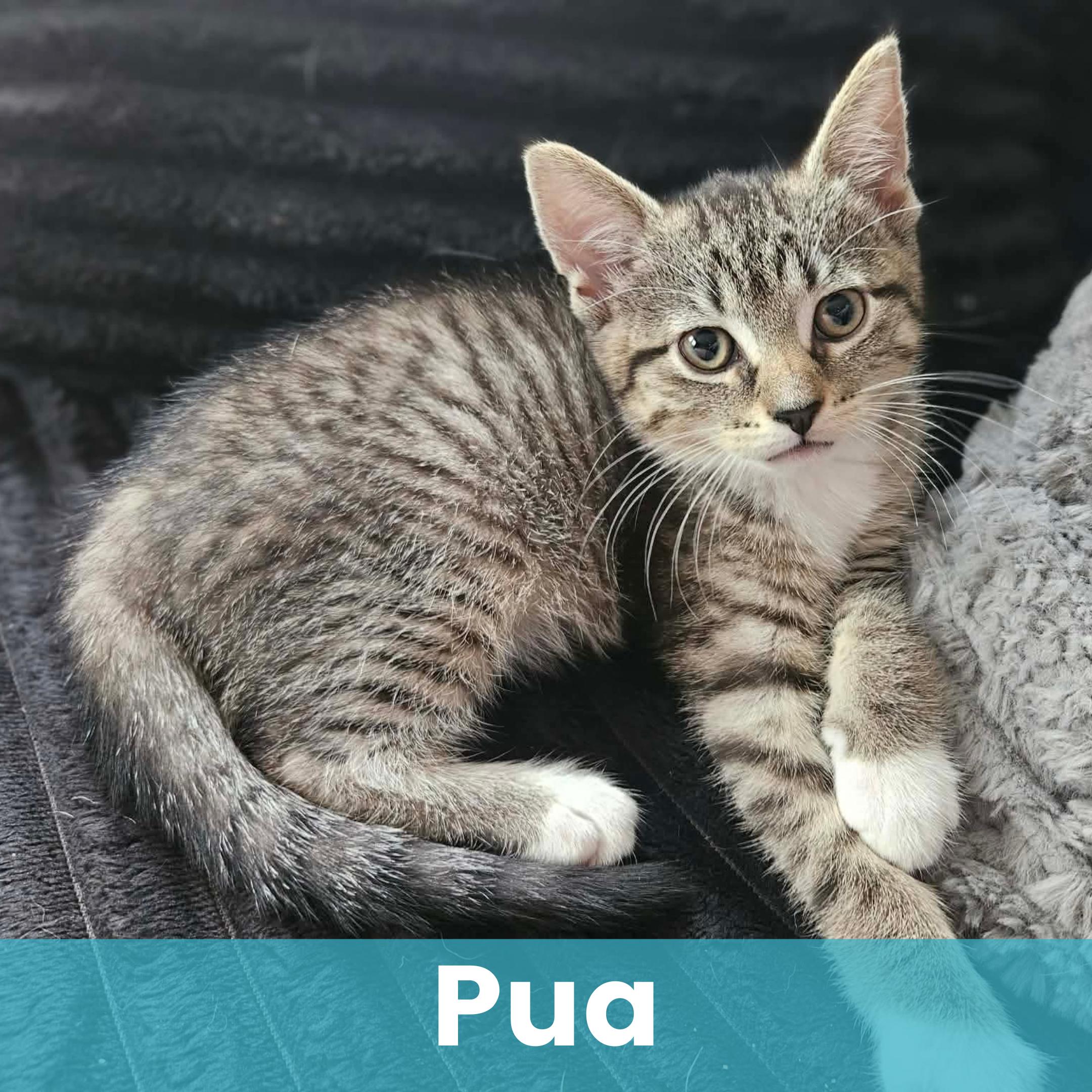 Pua, ADOPTABLE, Kitten Female Domestic Short Hair.