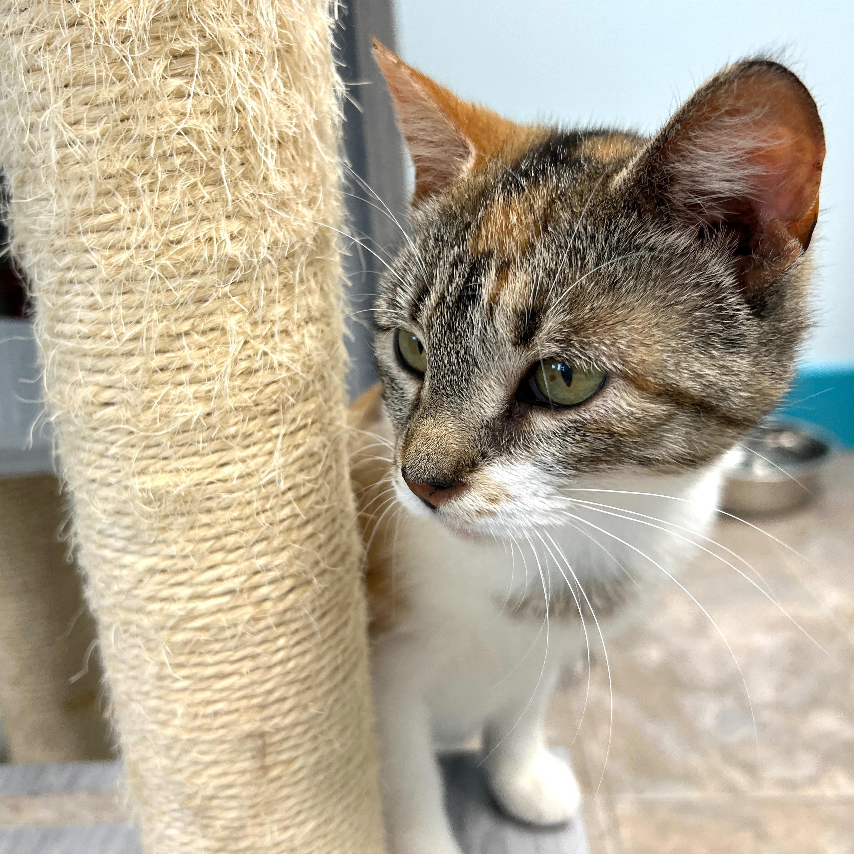 Enlarge Egypt - ADOPTION PENDING!, an adopted Calico in Grand Rapids, MI image 5/6