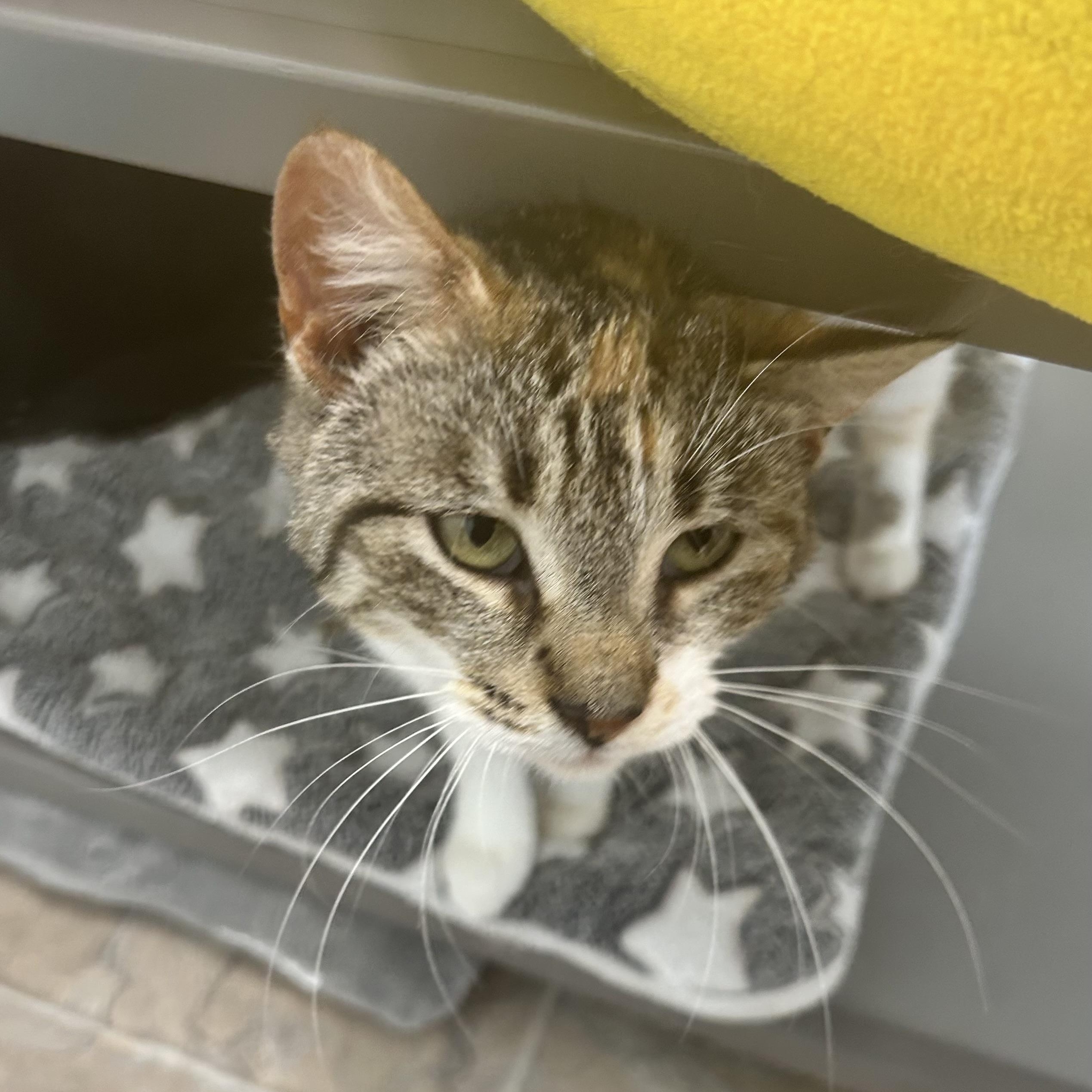 Enlarge Egypt - ADOPTION PENDING!, an adopted Calico in Grand Rapids, MI image 6/6