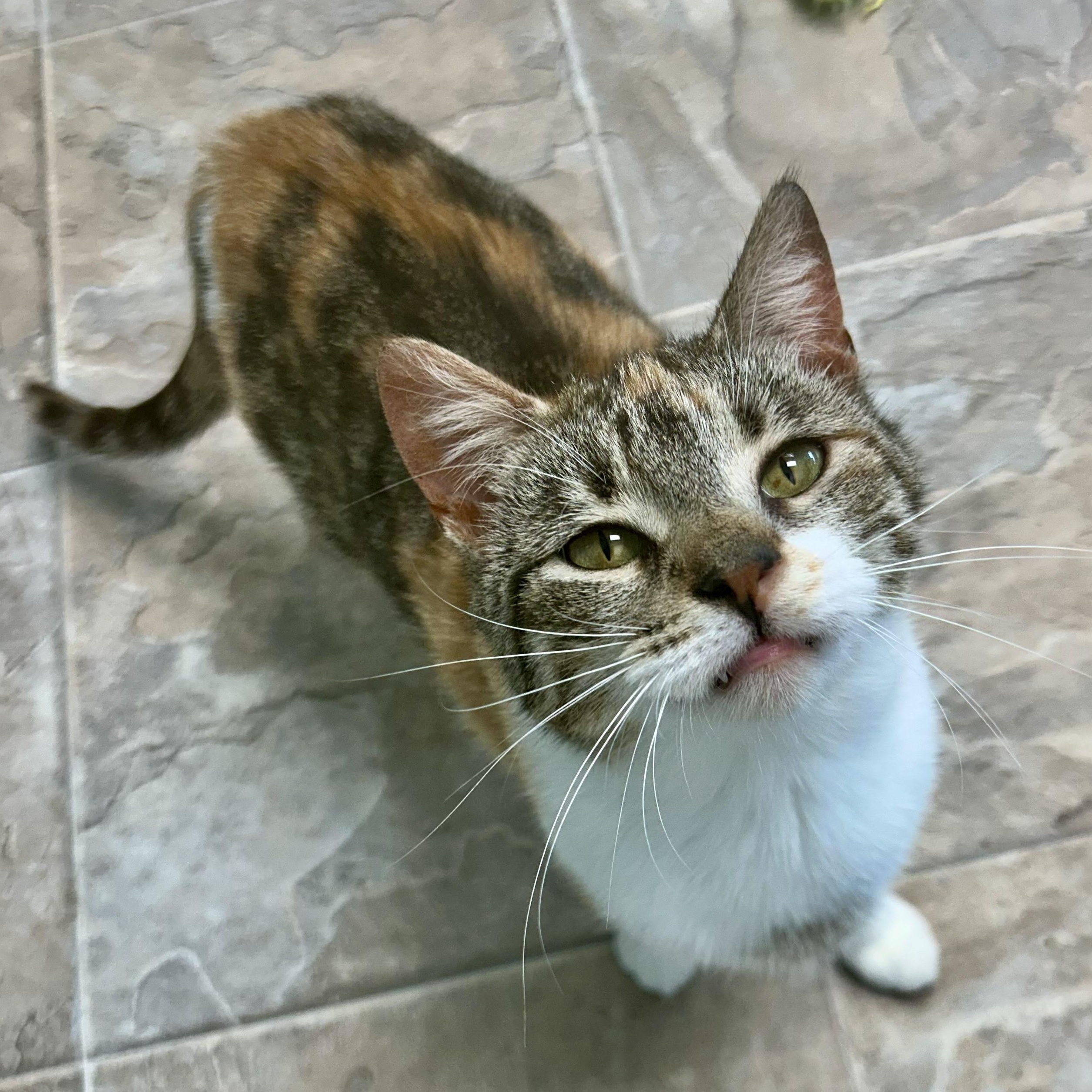 Egypt - ADOPTION PENDING!, adopted, Kitten Female Calico.