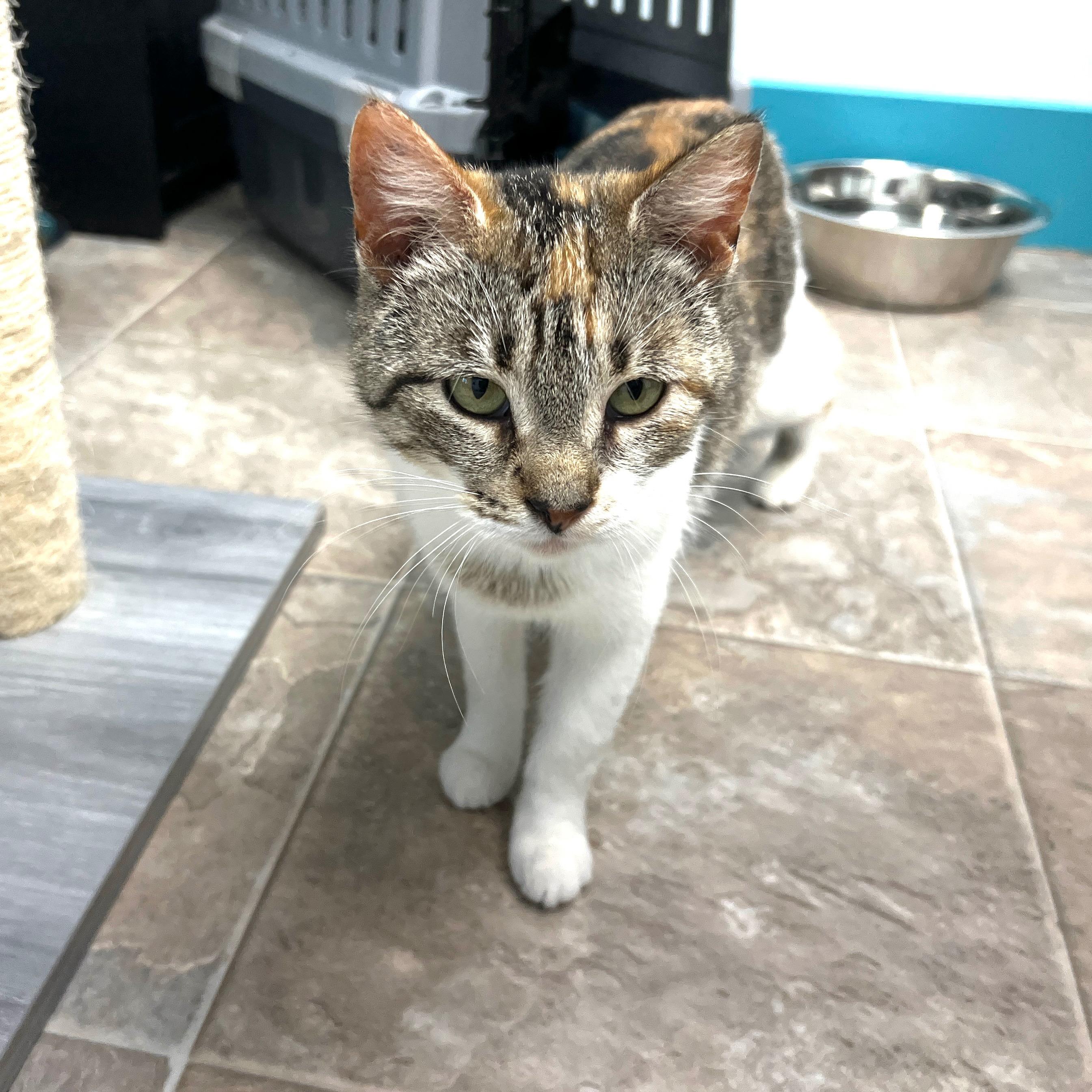 Enlarge Egypt - ADOPTION PENDING!, an adopted Calico in Grand Rapids, MI image 3/6